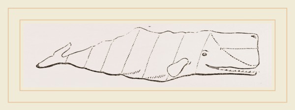 Spermaceti Whale