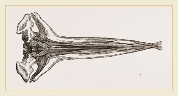 Skull of Greenland Whale under view lower jaw removed