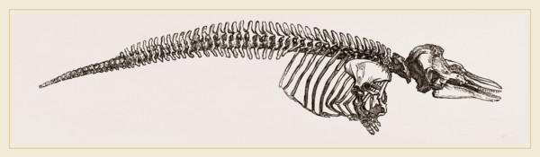 Skeleton of Porpoise