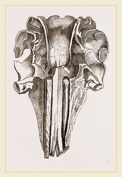 Skull and Tooth of Narwhal