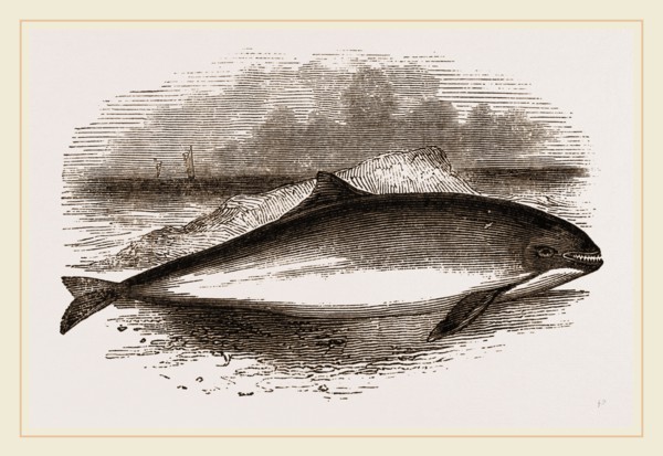 Common Porpoise