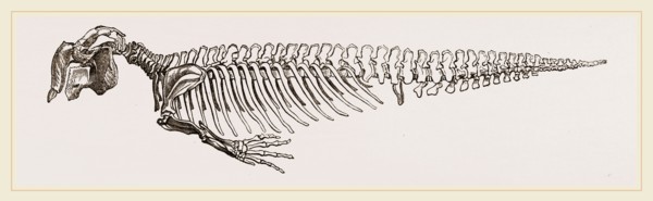 Skeleton of Dugong