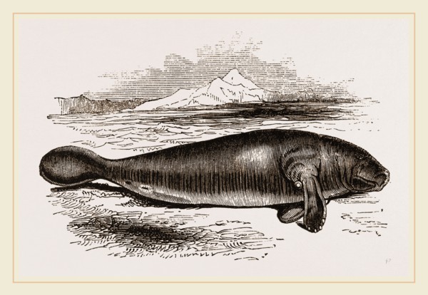 Manatee