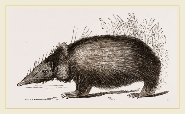 Tenrec
