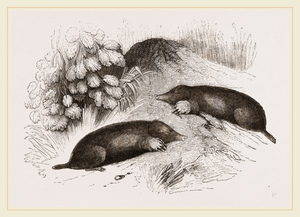 Common Moles