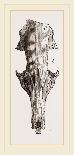 Skull of Solenodon