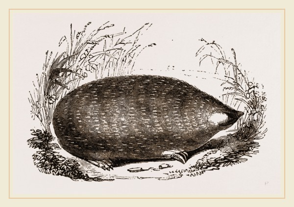Cape Chrysochlore