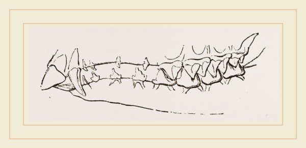Teeth of Star nosed Mole