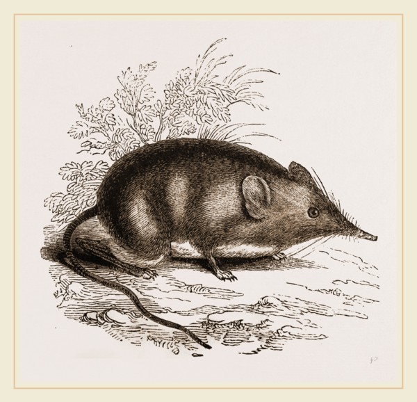 Cape Elephant-Shrew