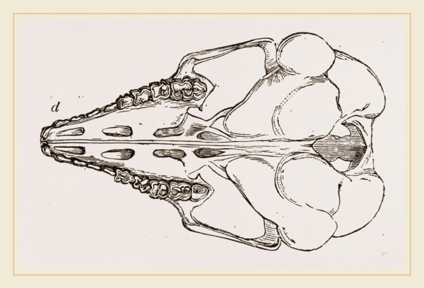 Skull of Cape Elephant-Shrew