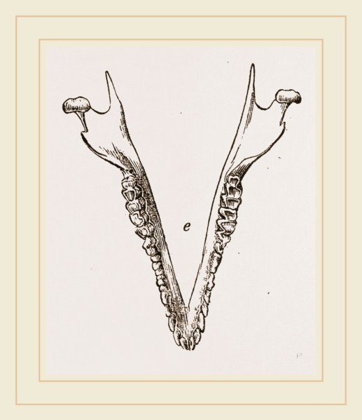 Teeth of Cape Elephant-Shrew