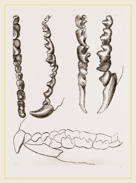 Teeth of Shrew