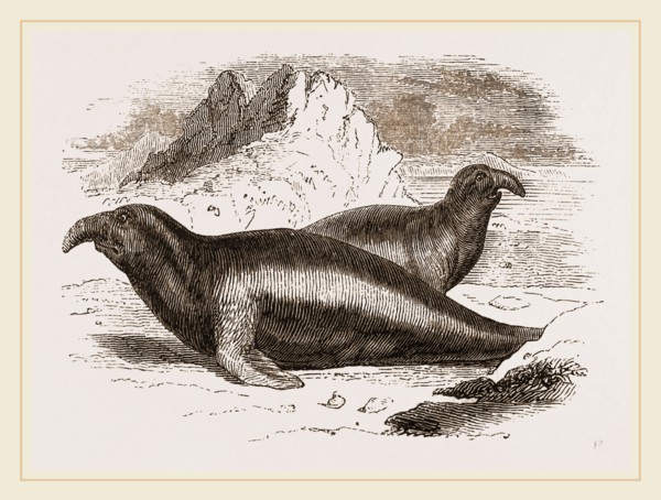Elephant Seals, Males