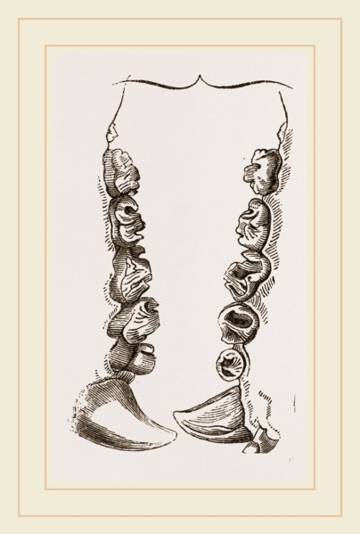 Teeth of Crested Seal