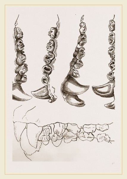 Teeth of Crested Seal