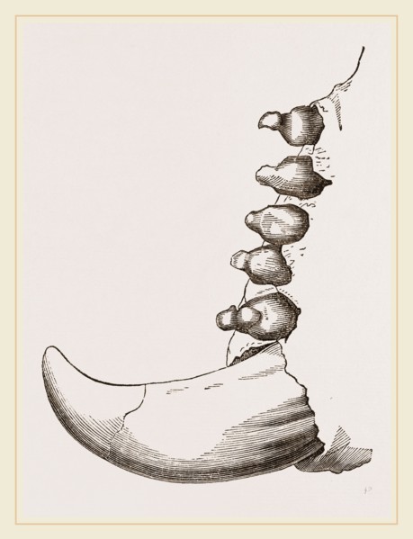 Teeth of Elephant Seal