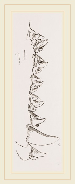 Teeth of Sea Leopard