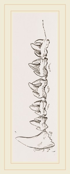 Teeth of Sea-Leopard