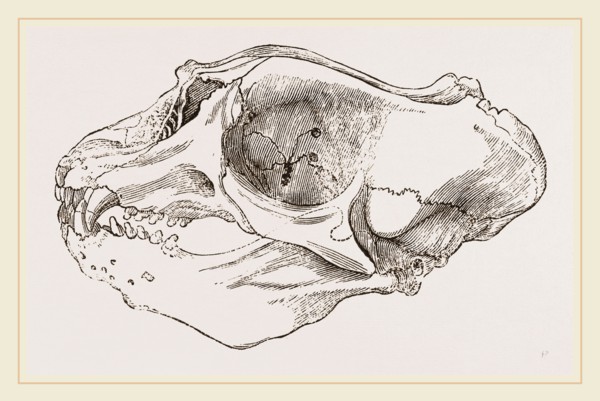 Skull of Elephant-Seal