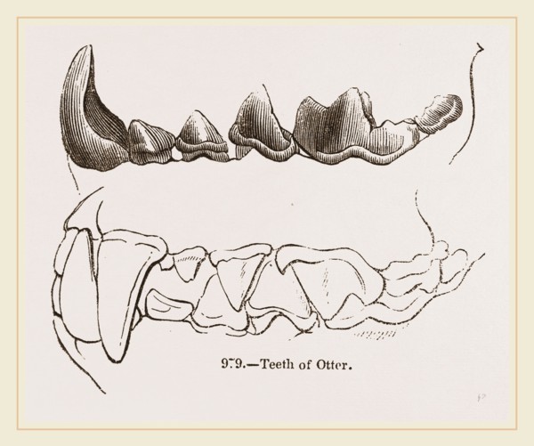 Teeth of Otter