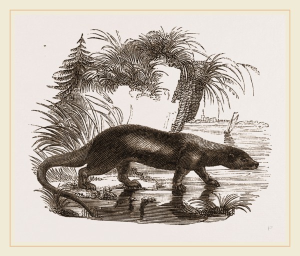 Otter