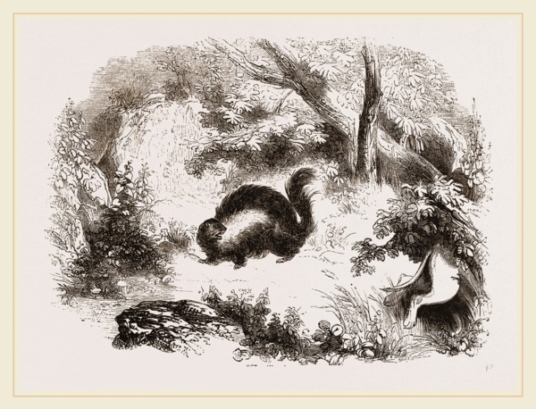 Skunk