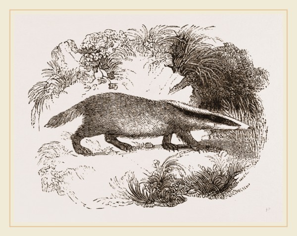 Common Badger