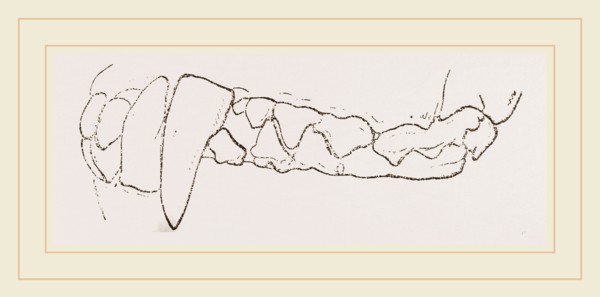 Teeth of Badger