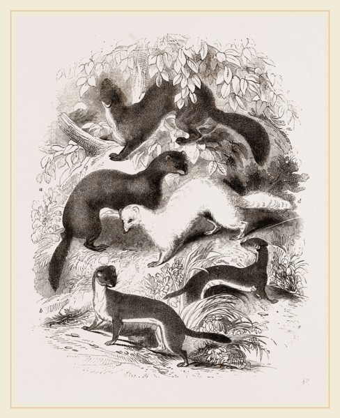 British Mustelidae Weasels
