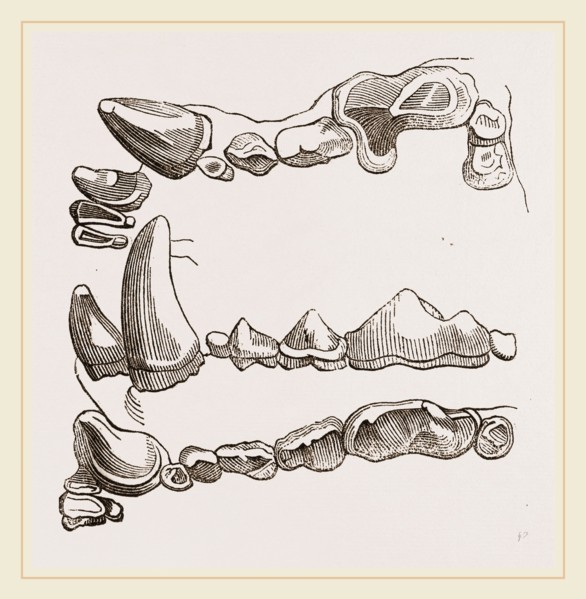 Teeth of Glutton