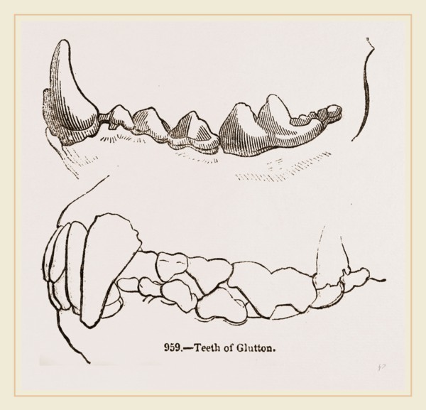Teeth of Glutton