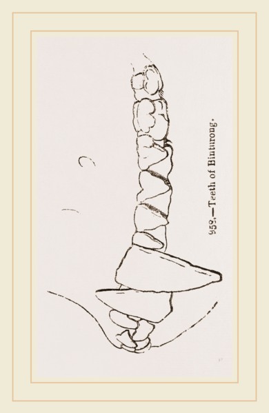 Teeth of Binturong