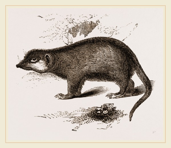 Suricate