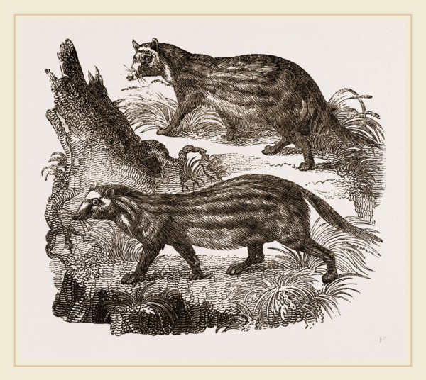 Civets