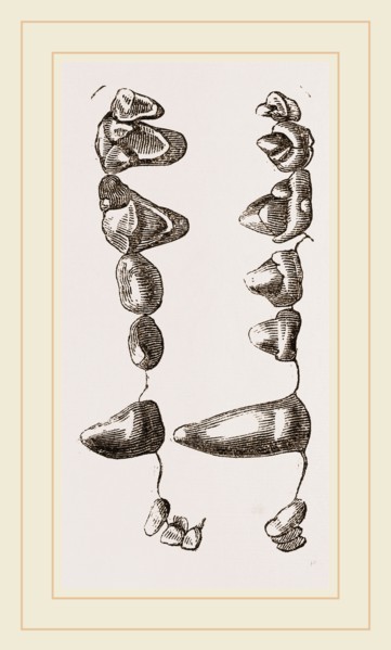 Teeth of Suricate