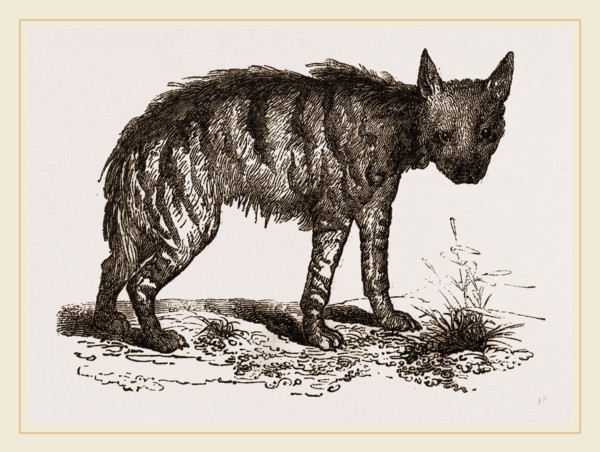 Striped Hyena