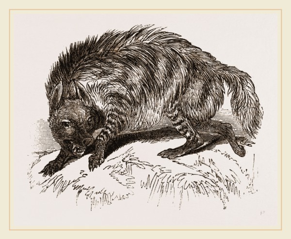 Striped Hyena