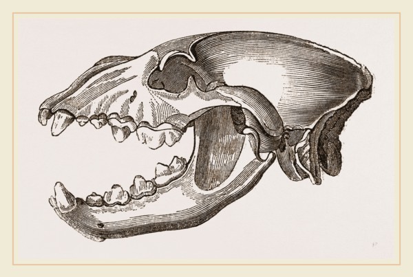 Skull of Spotted Hyena