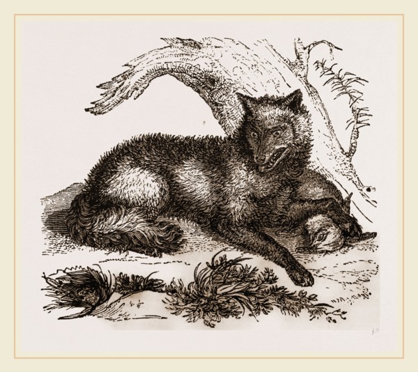 Dusky or Clouded Wolf