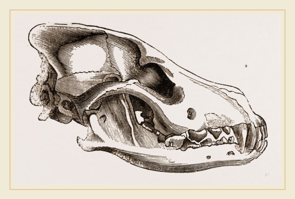 Skull of European Wolf