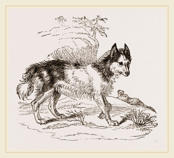 Dog of Mackenzie River