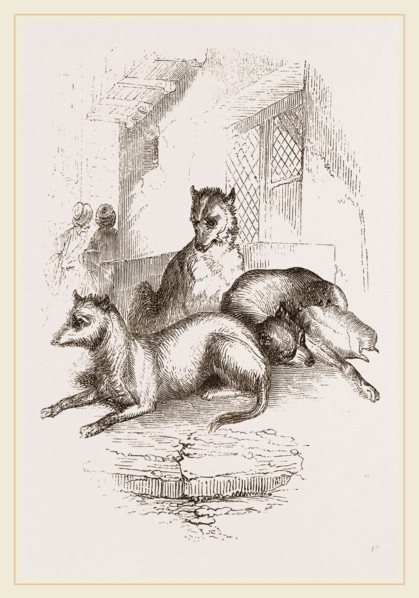Street Dogs of the East