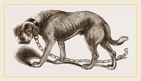 Mastiff