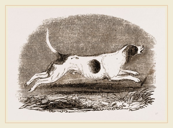 Beagle