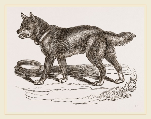 Australian Dog