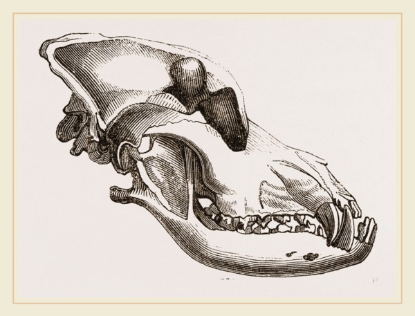 Skull of a Mastiff dog