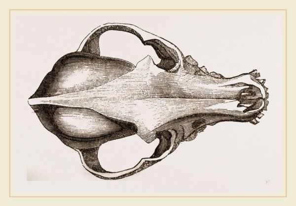 Skull of a Spaniel dog