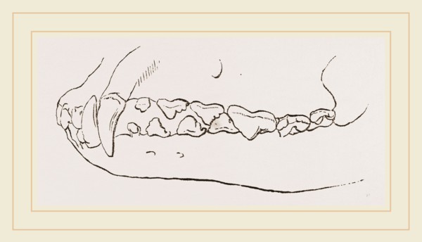 Teeth of Dog