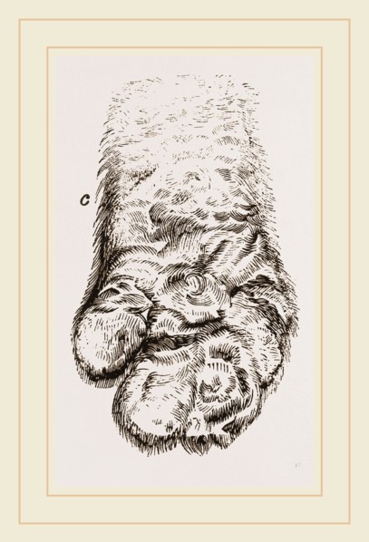 Feet of Panda
