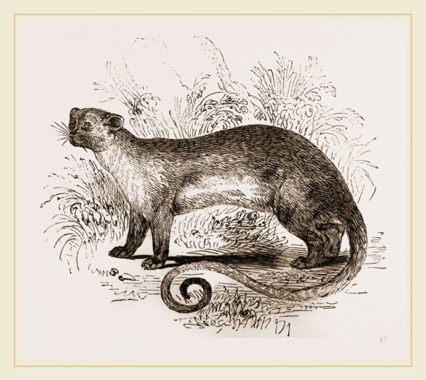 Kinkajou